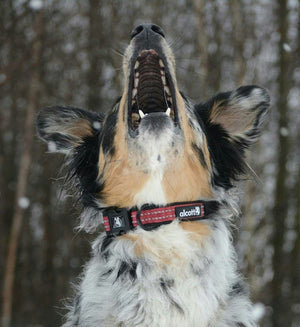 Alcott Reflective Neoprene Dog Nylon Collars - RS Solutions